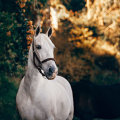 Providing Feedback and Reviews for Horse Portraits and Gifts