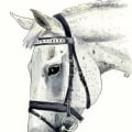Finding an Artist for Your Horse Portrait and Gifts