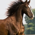 Horse Breed and Preferences: Choosing the Perfect Gift