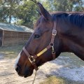 How to Create Custom Name Engraved Horse Portraits and Gifts