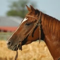 Choosing a Reference Photo: Tips and Tricks for Creating a Custom Horse Portrait