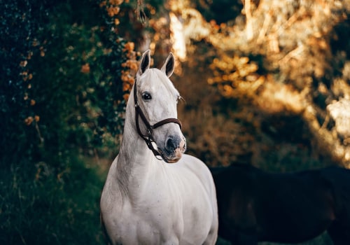 Providing Feedback and Reviews for Horse Portraits and Gifts