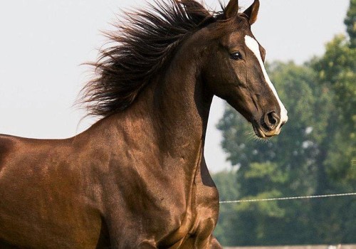 Horse Breed and Preferences: Choosing the Perfect Gift