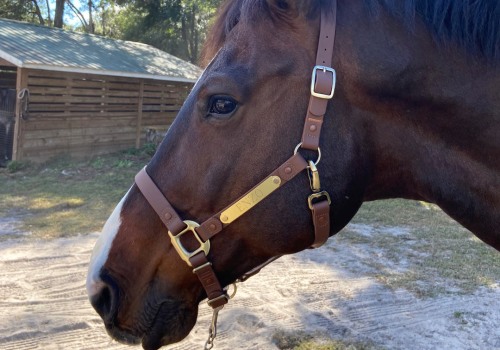 How to Create Custom Name Engraved Horse Portraits and Gifts