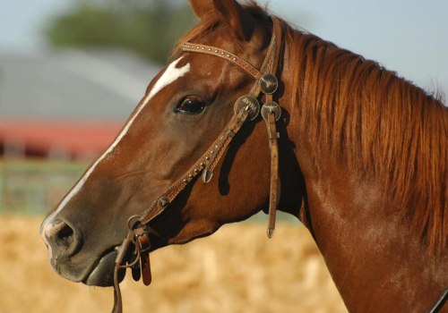 Choosing a Reference Photo: Tips and Tricks for Creating a Custom Horse Portrait